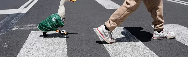 ddf02289a66694db96c9c3d76c1763a4